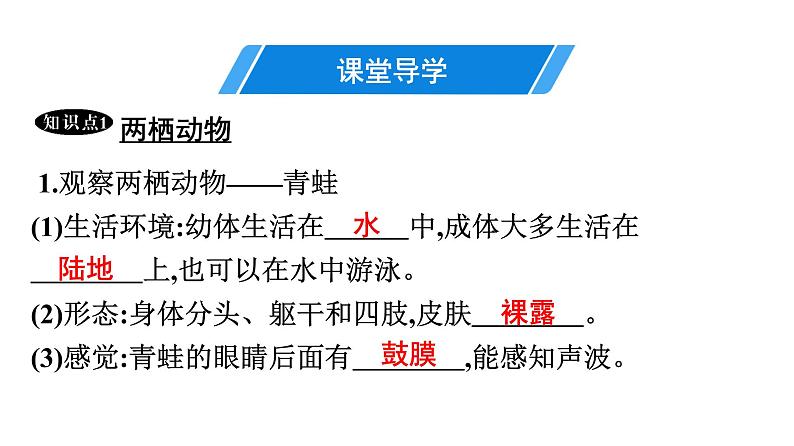 人教版生物八年级上册5.1.5 两栖动物和爬行动物 课件04