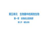 人教版生物八年级上册5.1.7 哺乳动物 课件