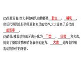 人教版生物八年级上册5.1.7 哺乳动物 课件