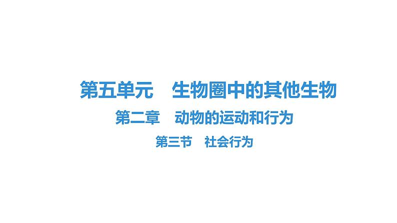 人教版生物八年级上册5.2.3 社会行为 课件01