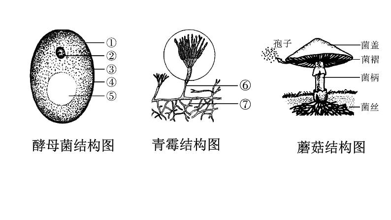 人教版生物八年级上册5.4.3 真菌 课件07