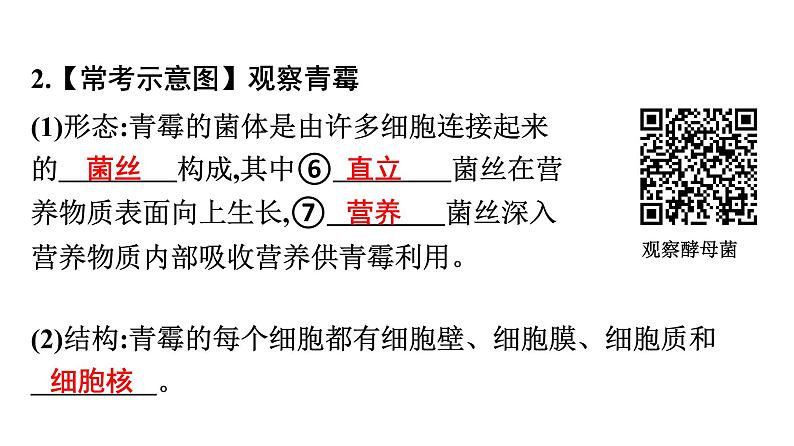 人教版生物八年级上册5.4.3 真菌 课件08