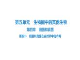 人教版生物八年级上册5.4.4 细菌和真菌在自然界中的作用 课件