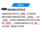 人教版生物八年级上册5.4.4 细菌和真菌在自然界中的作用 课件