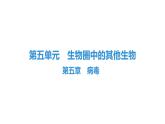 人教版生物八年级上册第五单元 第五章　病毒 课件