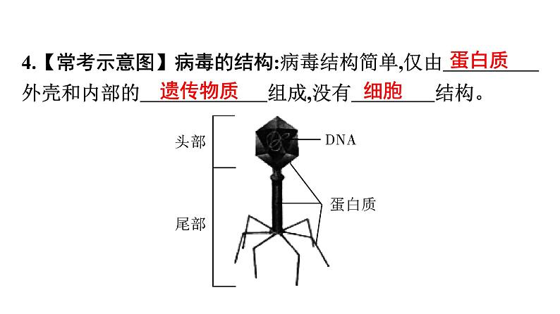 人教版生物八年级上册第五单元 第五章　病毒 课件第6页