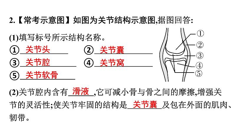 人教版生物八年级上册5.2.1 动物的运动 课件05