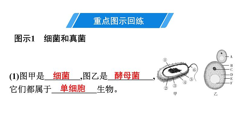 人教版生物八年级上册《第五单元　第四、五章》章末复习 课件第7页