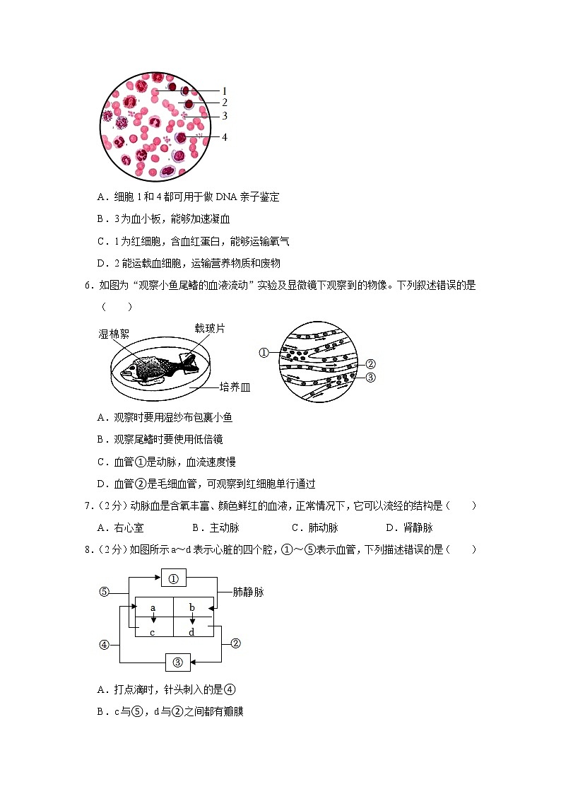 广东省梅州市五华县2021-2022学年七年级下学期期末生物试卷(word版含答案)第2页