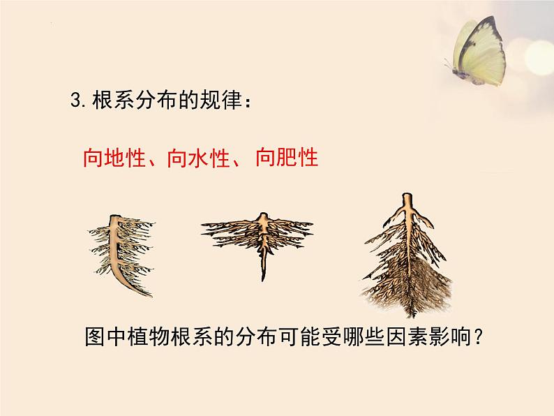 6.2营养器官的生长课件2022-2023学年北师大版七年级生物上册第7页