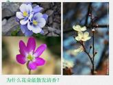 2.1+生物學是探索生命的科學+課件2022-2023學年北師大版七年級生物上冊