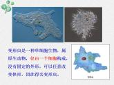 3.2+细胞是生命活动的单位课件+2022-2023学年北师大版七年级生物上册