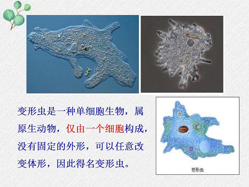 3.2+细胞是生命活动的单位课件+2022-2023学年北师大版七年级生物上册03