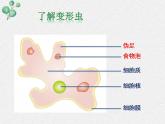 3.2+细胞是生命活动的单位课件+2022-2023学年北师大版七年级生物上册