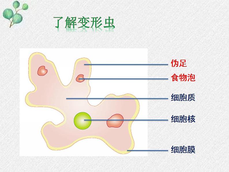 3.2+细胞是生命活动的单位课件+2022-2023学年北师大版七年级生物上册04