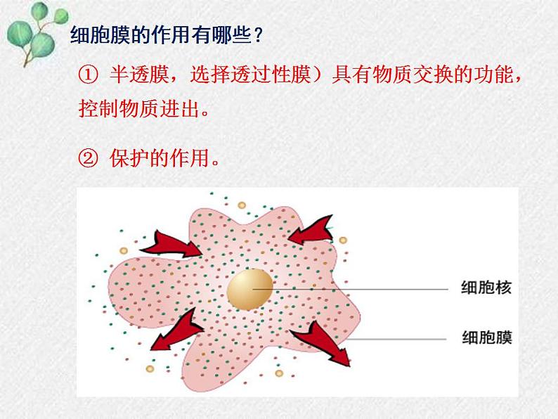 3.2+细胞是生命活动的单位课件+2022-2023学年北师大版七年级生物上册08