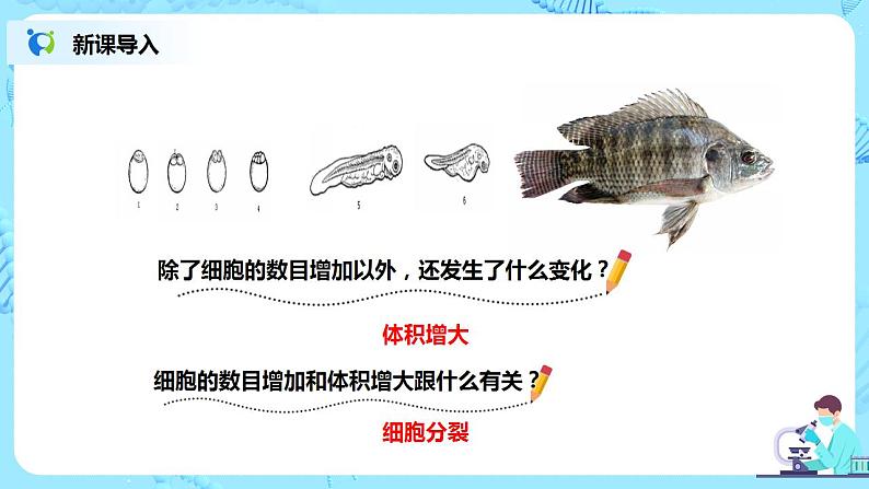 人教新版生物七年级上册《动物体的结构层次》课件+教案+练习03