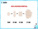 人教新版生物七年级上册《动物体的结构层次》课件+教案+练习