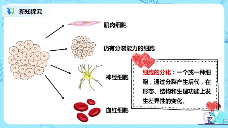 人教新版生物七年级上册《动物体的结构层次》课件+教案+练习05