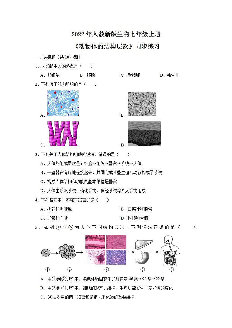 人教新版生物七年级上册《动物体的结构层次》课件+教案+练习01