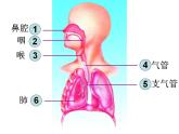 第十章第三节 人体的呼吸复习课课件 2021--2022学年苏教版七年级下册生物