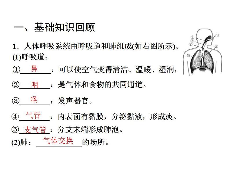 第十章第三节 人体的呼吸复习课课件 2021--2022学年苏教版七年级下册生物第4页