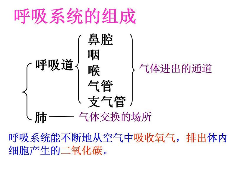 第十章第三节 人体的呼吸复习课课件 2021--2022学年苏教版七年级下册生物第8页