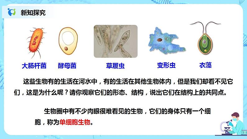 人教新版生物七年级上册《单细胞生物》课件+教案+练习04