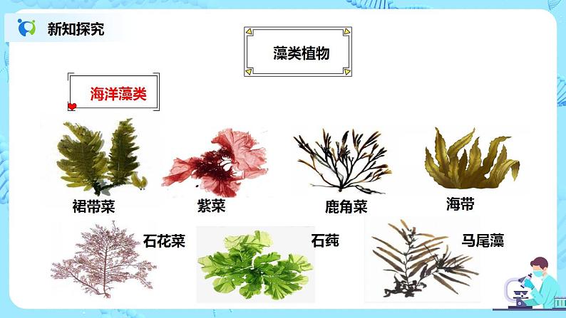 人教新版生物七年级上册《藻类、苔藓和蕨类植物》课件+教案+练习06