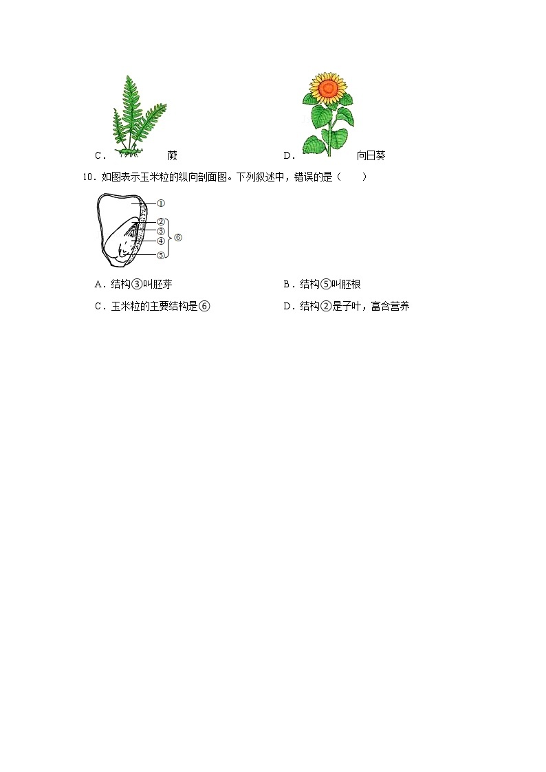 人教新版生物七年级上册《种子植物》课件+教案+练习03