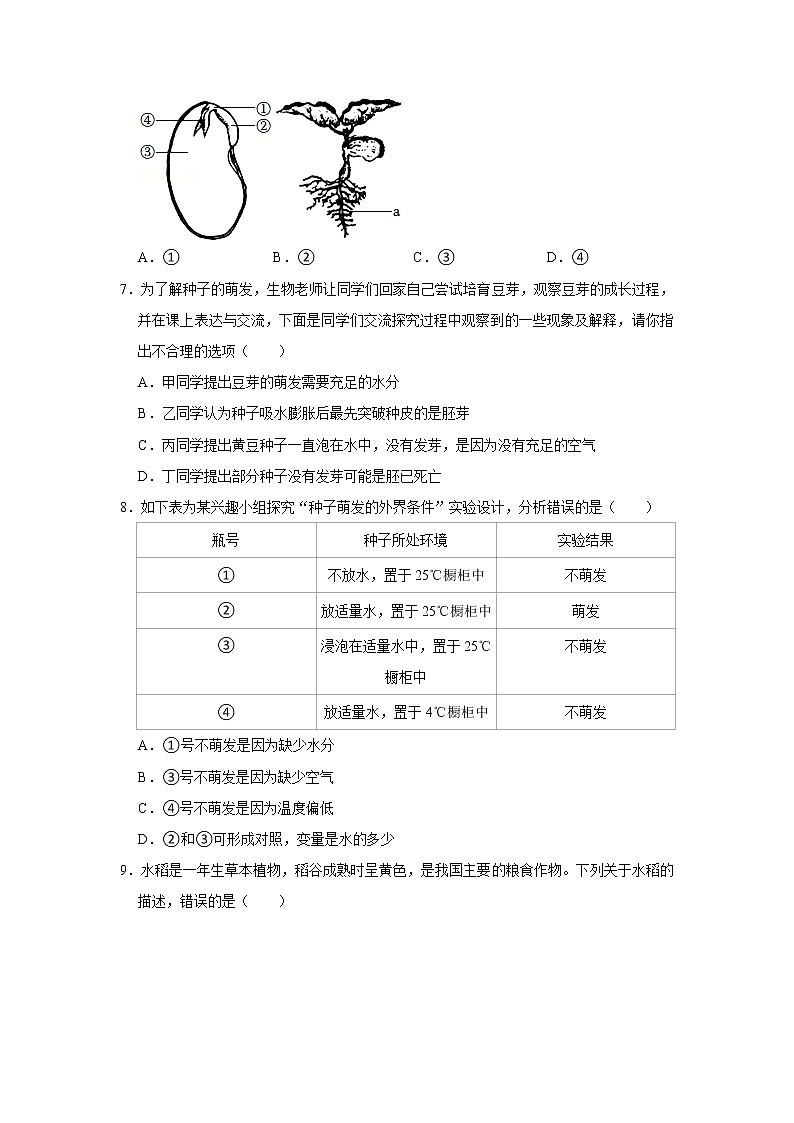 人教新版生物七年级上册《种子的萌发》课件+教案+练习03