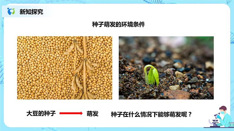 种子的萌发第5页