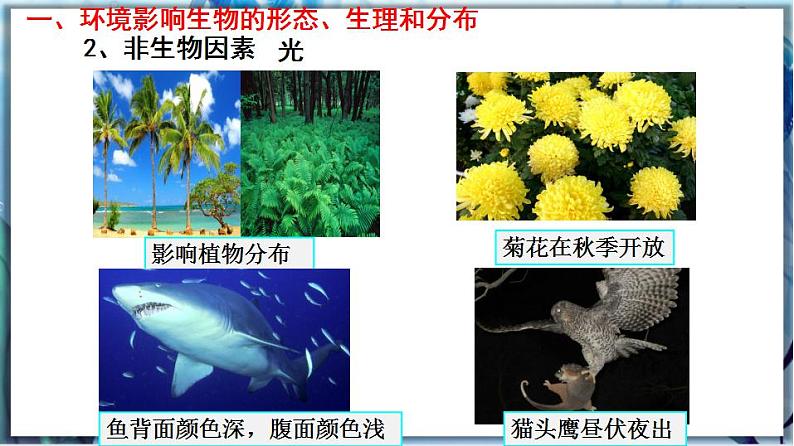 北师大版七上生物1.1.2《生物与环境的相互影响》课件+同步练习06