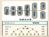 苏教版生物下册   生物的无性生殖  课件 PPT