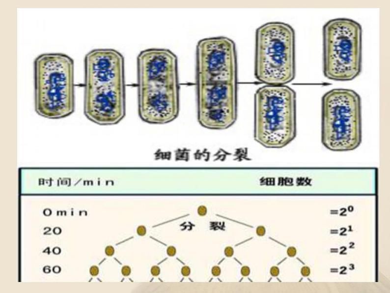 苏教版生物下册   生物的无性生殖  课件 PPT01