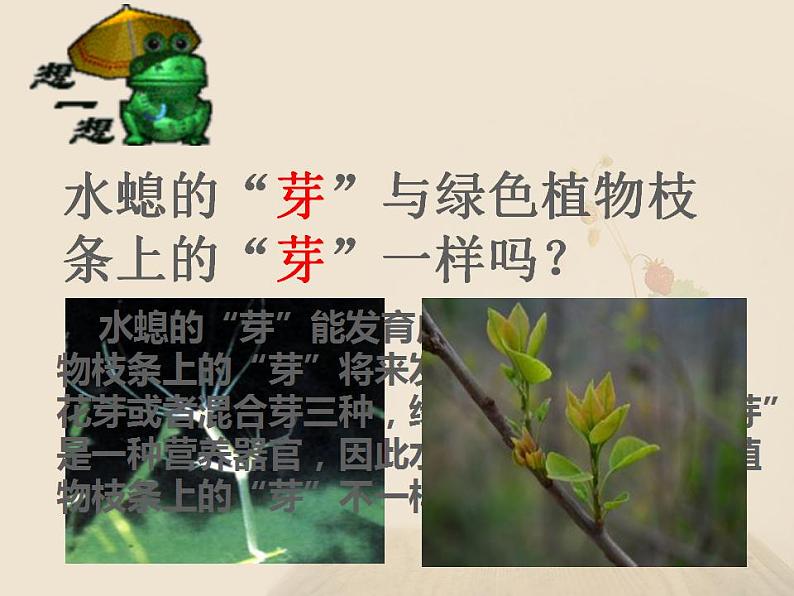 苏教版生物下册   生物的无性生殖  课件 PPT08