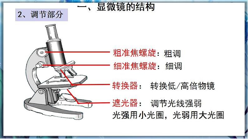 北师大版七上生物2.3.1《细胞的基本结构和功能》第1课时 课件+同步练习04