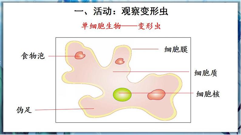 北师大版七上生物2.3.2《细胞是生命活动的单位》课件+同步练习05