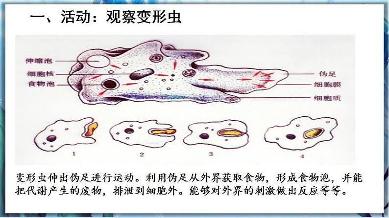 北师大版七上生物2.3.2《细胞是生命活动的单位》课件+同步练习06