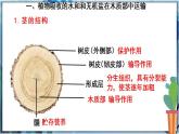 北师大版七上生物3.5.5《运输作用》课件+同步练习