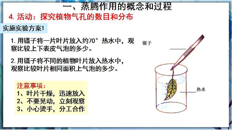 北师大版七上生物3.5.4《蒸腾作用》课件+同步练习07