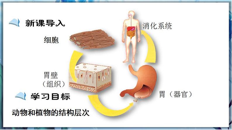 2.4.2 生物体的器官、系统第2页