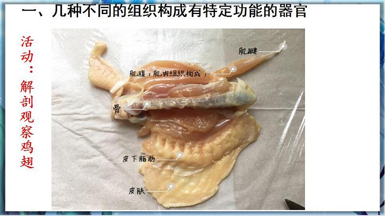 2.4.2 生物体的器官、系统第3页