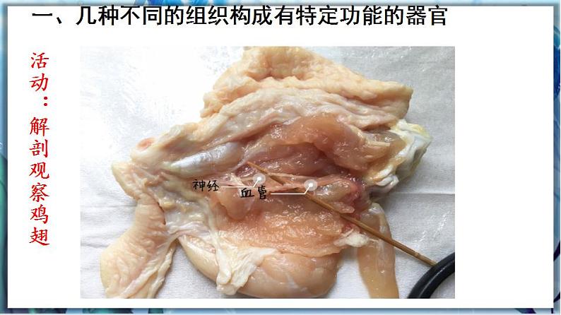 2.4.2 生物体的器官、系统第4页