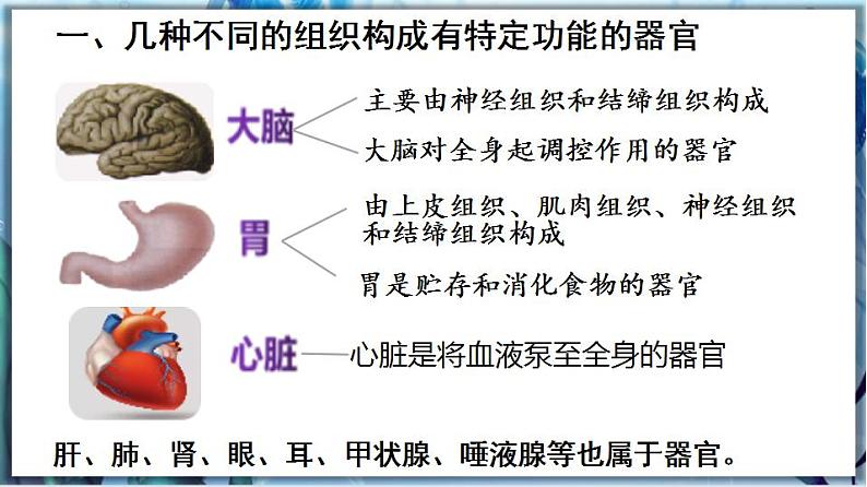 2.4.2 生物体的器官、系统第7页