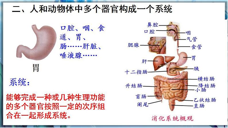 2.4.2 生物体的器官、系统第8页