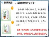 北师大版七上生物3.5.2《呼吸作用》课件+同步练习