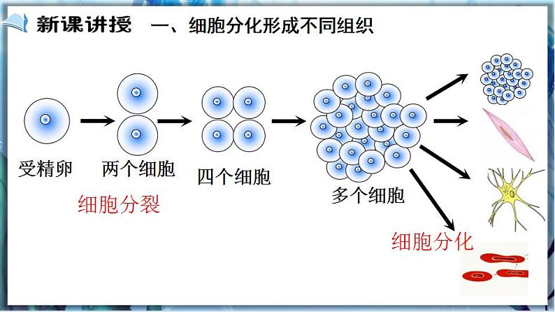 2.4.1 细胞分化形成组织第3页