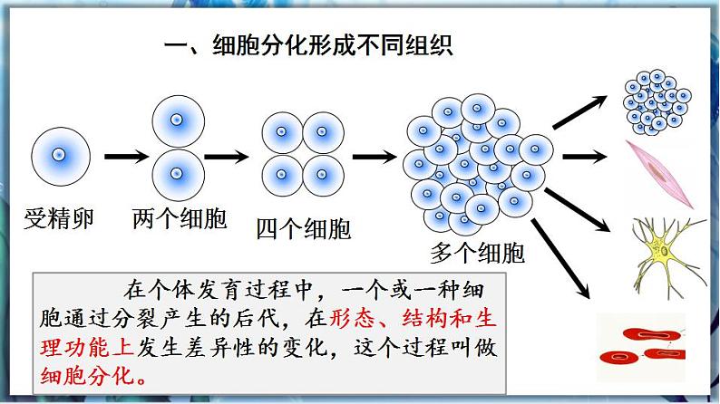 2.4.1 细胞分化形成组织第4页