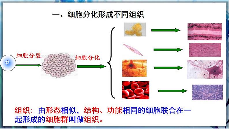 2.4.1 细胞分化形成组织第5页